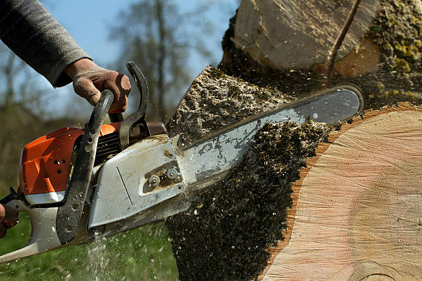 How Our Tree Care Process Works  in Dawson, TX